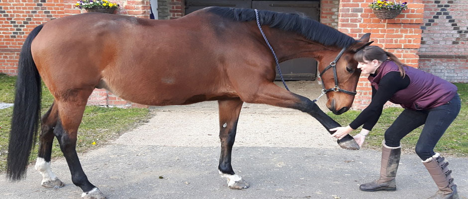 core equine physio banner